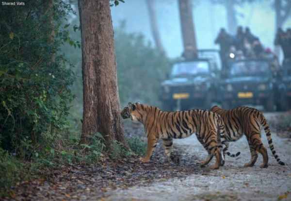 Rishikesh, Mussoorie, Nainital, Corbett Tour Package 06N/07D