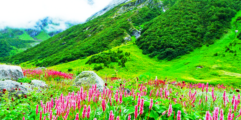 Perfect syncritism of nature and worship - VALLEY OF FLOWERS & HEMKUND SAHIB