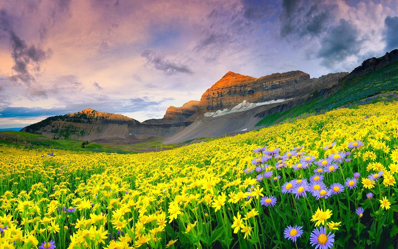 Mesmerizing Valley Of Flowers ( 4N/ 5D )
